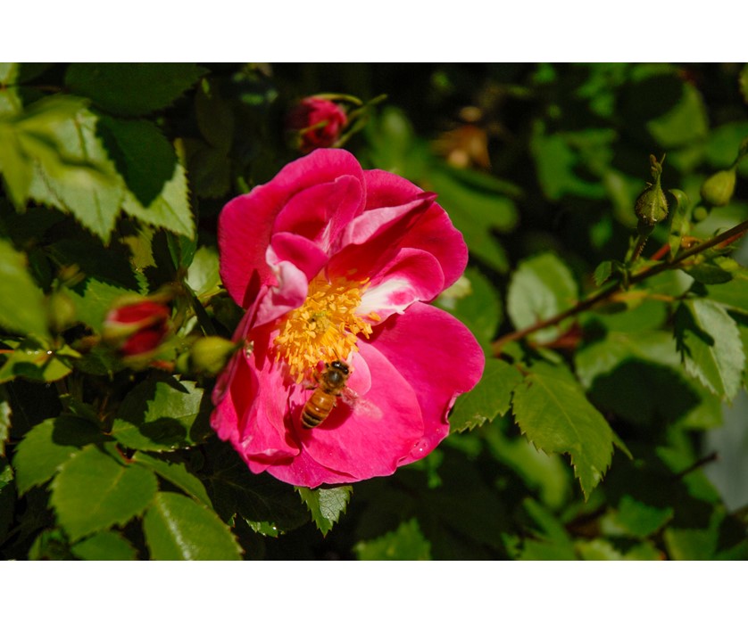 William Baffin Rose